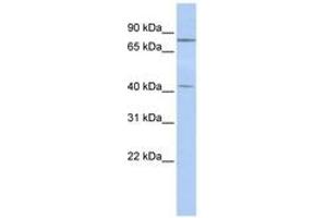 Image no. 1 for anti-Kelch-Like 3 (KLHL3) (C-Term) antibody (ABIN6740587) (KLHL3 Antikörper  (C-Term))