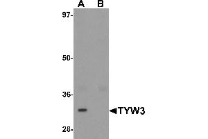 Western blot analysis of TYW3 in A549 cell lysate with TYW3 antibody at 1 µg/mL in (A) the absence and (B) the presence of blocking peptide. (TYW3 Antikörper  (Middle Region))