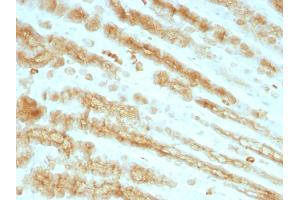 Formalin-fixed, paraffin-embedded Rat Stomach stained with Cytokeratin, pan Monoclonal Antibody cocktail (KRTL/1077 + KRTH/1076). (KRT77, KRT76 Antikörper)