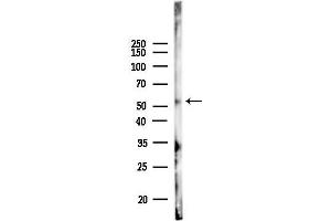 anti-Relaxin 3 Receptor 1 (RXFP3) (Internal Region) antibody