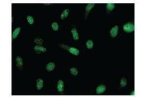 Immunostaining analysis in HeLa cells. (CRNKL1 Antikörper)