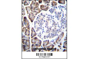 UROC1 Antibody immunohistochemistry analysis in formalin fixed and paraffin embedded human pancreas tissue followed by peroxidase conjugation of the secondary antibody and DAB staining. (UROC1 Antikörper  (AA 402-430))
