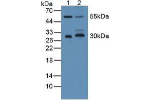Figure. (CD200 Antikörper  (AA 31-232))