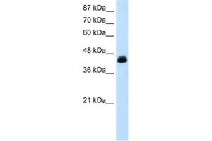 Western Blotting (WB) image for anti-Transcription Elongation Factor A (SII), 3 (TCEA3) antibody (ABIN2460722) (TCEA3 Antikörper)
