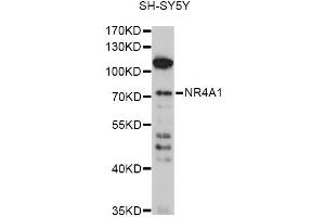 Western blot analysis of extracts of SH-SY5Y cells, using NR4A1 antibody (ABIN6293398) at 1:1000 dilution. (NR4A1 Antikörper)