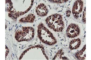 Image no. 9 for anti-CoA Synthase (COASY) antibody (ABIN1497556) (COASY Antikörper)