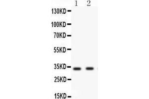 Observed bind size: 33KD (BIRC7 Antikörper  (AA 87-298))