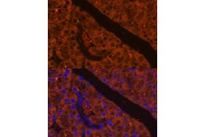 Immunofluorescence analysis of mouse pancreas using CELA antibody (ABIN7266397) at dilution of 1:100. (CELA2A Antikörper  (AA 80-150))