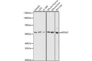Western Blotting (WB) image for anti-Mdm2, p53 E3 Ubiquitin Protein Ligase Homolog (Mouse) (MDM2) (AA 200-430) antibody (ABIN6143671)
