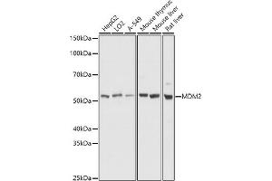 Western blot analysis of extracts of various cell lines, using MDM2 antibody (ABIN6133186, ABIN6143671, ABIN6143672 and ABIN6217278) at 1:1000 dilution. (MDM2 Antikörper  (AA 200-430))