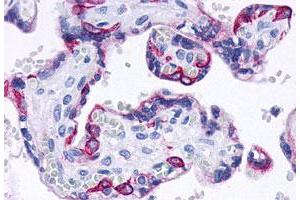 Immunohistochemistry (Formalin/PFA-fixed paraffin-embedded sections) of human placenta tissue with GPBAR1 polyclonal antibody . (GPBAR1 Antikörper  (C-Term))