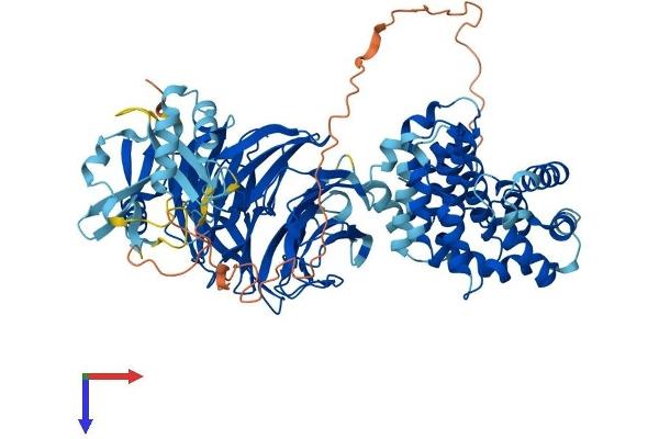 PLAA Protein (AA 1-795) (His tag)
