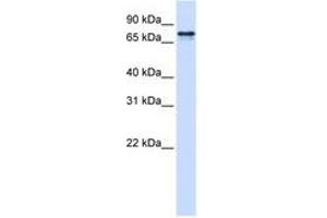 Image no. 1 for anti-Signal Recognition Particle 68kDa (SRP68) (AA 36-85) antibody (ABIN6740693) (SRP68 Antikörper  (AA 36-85))