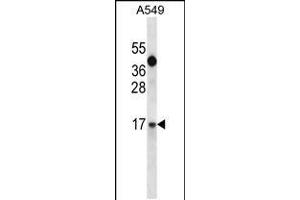 IGF1 Antibody (C-term) (ABIN658020 and ABIN2837861) western blot analysis in A549 cell line lysates (35 μg/lane). (IGF1 Antikörper  (C-Term))