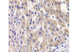 Immunohistochemistry of paraffin-embedded Rat liver using RPL14 Polyclonal Antibody at dilution of 1:100 (40x lens). (RPL14 Antikörper)