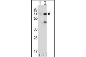 Western blot analysis of USP2 (arrow) using rabbit polyclonal USP2 Antibody (T22) (ABIN388877 and ABIN2839170). (USP2 Antikörper  (N-Term))