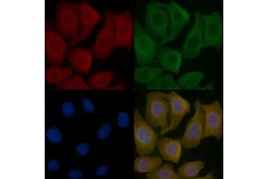 IGBP1 Mouse Monoclonal Antibody staining Hela cells by IF/ICC. (IGBP1 Antikörper)