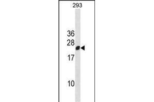 RGS13 Antibody (Center) (ABIN1881748 and ABIN2838418) western blot analysis in 293 cell line lysates (35 μg/lane). (RGS13 Antikörper  (AA 61-90))