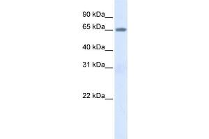 Western Blotting (WB) image for anti-Albumin (ALB) antibody (ABIN2458602) (Albumin Antikörper)