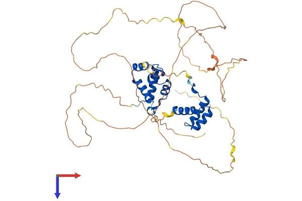 ONECUT1 Protein (AA 1-465) (His tag)
