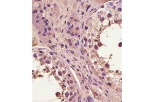 (ABIN6243665 and ABIN6578886) staining FA in human testis tissue sections by Immunohistochemistry (IHC-P - paraformaldehyde-fixed, paraffin-embedded sections). (FAM3A Antikörper  (AA 201-230))