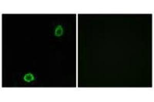 Immunofluorescence analysis of A549 cells, using ABCA13 antibody. (ABCA13 Antikörper)