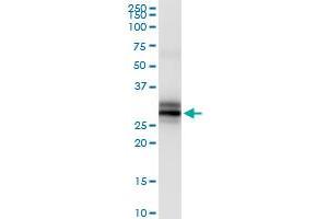 Immunoprecipitation (IP) image for anti-Major Histocompatibility Complex, Class II, DM alpha (HLA-DMA) (AA 1-261) antibody (ABIN516471)