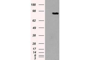 Western Blotting (WB) image for anti-Prominin 2 (PROM2) antibody (ABIN1500436)