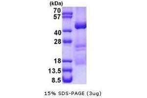 Figure annotation denotes ug of protein loaded and % gel used.