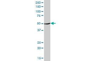 TUFM MaxPab polyclonal antibody. (TUFM Antikörper  (AA 1-455))