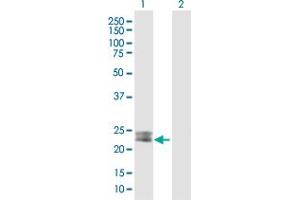 Western Blot analysis of MSRA expression in transfected 293T cell line by MSRA MaxPab polyclonal antibody.