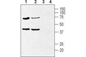 Western blot analysis of rat heart (lanes 1 and 3) and rat hippocampus (lanes 2 and 4) lysate: - 1,2. (KCNIP2 Antikörper  (Cytosolic, N-Term))