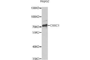 Western blot analysis of extracts of HepG2 cells, using CXXC1 antibody. (CXXC1 Antikörper)