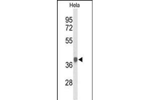 Western blot analysis of PDHA1 Antibody (Center) (ABIN653604 and ABIN2842968) in Hela cell line lysates (35 μg/lane). (PDHA1 Antikörper  (AA 226-255))