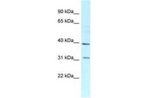 Image no. 1 for anti-Mitochondrial Ribosomal Protein L46 (MRPL46) (C-Term) antibody (ABIN6747859) (MRPL46 Antikörper  (C-Term))