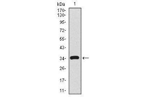Image no. 2 for anti-CD59 (CD59) antibody (ABIN1491388) (CD59 Antikörper)
