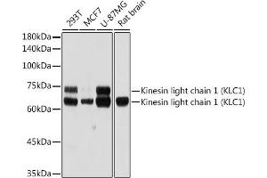 Western blot analysis of extracts of various cell lines, using Kinesin light chain 1 (Kinesin light chain 1 (KLC1)) antibody (ABIN7268139) at 1:1000 dilution. (KLC1 Antikörper)