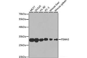 Western blot analysis of extracts of various cell lines using PSMA3 Polyclonal Antibody at dilution of 1:1000. (PSMA3 Antikörper)