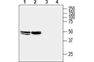 Western blot analysis of mouse brain membranes (lanes 1 and 3) and rat hippocampus lysate (lanes 2 and 4): - 1,2. (HOMER2 Antikörper  (C-Term, Intracellular))