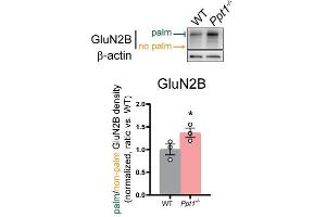 Representative immunoblots and quantification of the palmitoylated/non-palmitoylated ratio (normalized to β-actin) of GluN2B (cat.