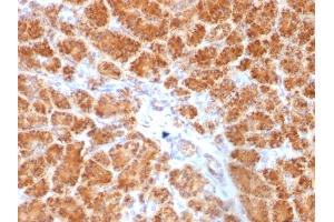 Formalin-fixed, paraffin-embedded human Pancreas stained with Clathrin, LC Monoclonal Antibody (SPM174). (CLTA/CLTB Antikörper  (N-Term))