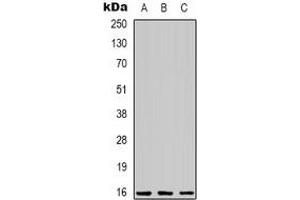 Western blot analysis of C/EBP gamma expression in Jurkat (A), Hela (B), RAW264. (CEBPG Antikörper)