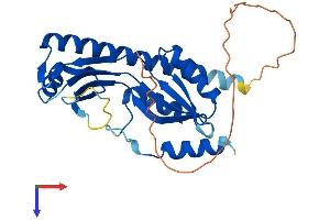 TYW3 Protein (AA 1-259) (His tag)