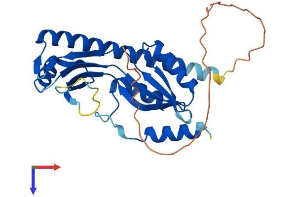 TYW3 Protein (AA 1-259) (His tag)