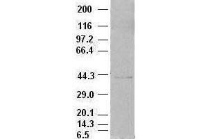 EpCAM antibody (2G1) at 1:500 dilution + MCF7 cell lysate (EpCAM Antikörper  (AA 24-265))