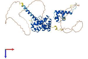 AlphaFold protein structure predicition of Mouse Recombinant Anks4b Protein, UniprotID Q8K3X6 (ANKS4B Protein (AA 1-423) (His tag))
