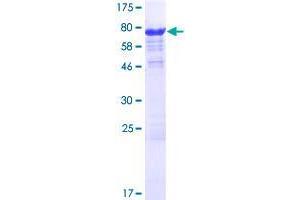 SLC7A6OS Protein (AA 1-309) (GST tag)