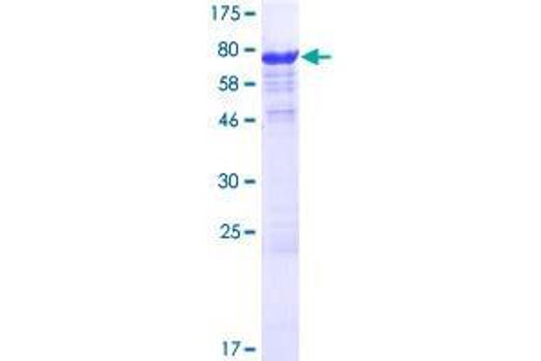 SLC7A6OS Protein (AA 1-309) (GST tag)