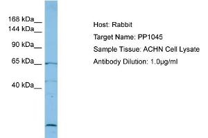 Host: Rabbit Target Name: PP1045 Sample Type: ACHN Whole Cell lysates Antibody Dilution: 1. (PP1045 (C-Term) Antikörper)
