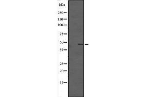 Western blot analysis of TMEM184B expression in HEK293 cells ,The lane on the left is treated with the antigen-specific peptide. (TMEM184B Antikörper  (C-Term))